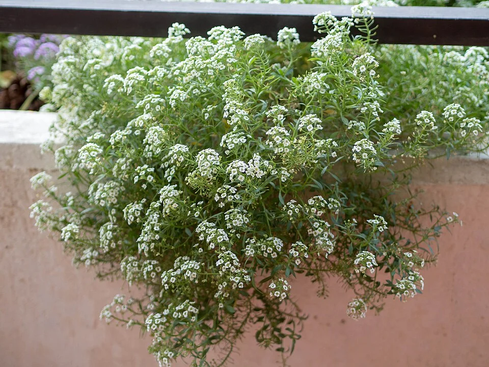 Лобулярия приморская