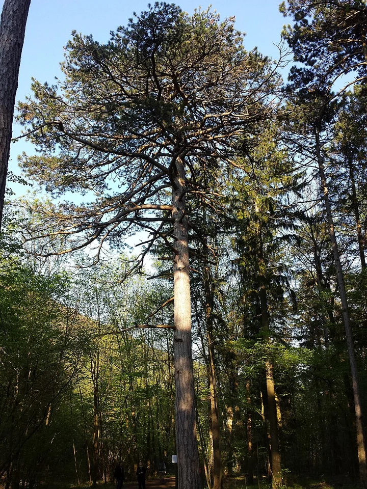 Сосна чёрная